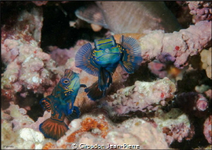 Mandarin fishes in full action 105mm nikon D300 by Giroudon Jean-Pierre 